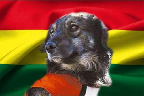 Bolivia: Distinguieron a un perro llamado Petardo, por su heroica lucha social
