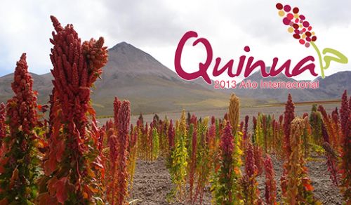 Bolivia baja al segundo lugar en la venta de quinua a EEUU