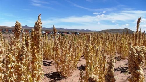 Excesivo cultivo de Quinua dañó 400 mil hectáreas de tierra en Potosí