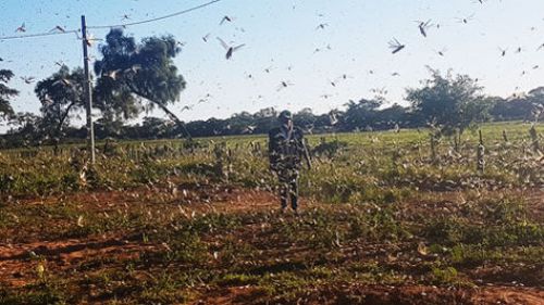 SENASAG afirma que plaga de langostas voladoras está parcialmente controlada