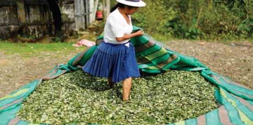 Gobierno asegura que 18 mil hectáreas de coca se destinarán al acullico y 4 mil a la industrialización
