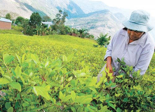 Gobierno deberá explicar al mundo porque incrementó a 22.000 los cultivos de coca