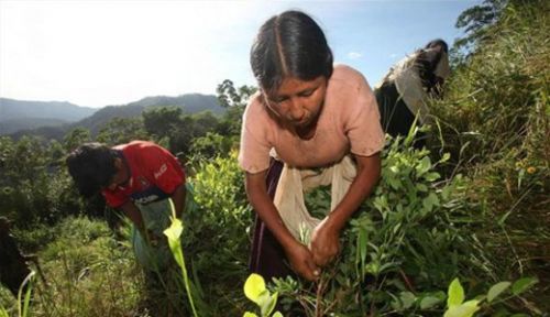 La producción de hoja de coca genera 675.149 empleos de baja calidad