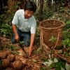 Caída de la producción de castaña deja a 50 mil familias sin trabajo en Beni Caída de la producción de castaña deja a 50 mil familias sin trabajo en Beni