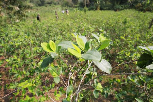 Gobierno boliviano creará una planta para descocainizar la hoja de coca