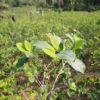 Gobierno boliviano creará una planta para descocainizar la hoja de coca Gobierno boliviano creará una planta para descocainizar la hoja de coca