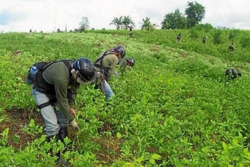Aumentan los cultivos de coca en Bolivia a 23.100 hectáreas. 14% más que el 2016