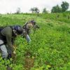 Aumentan los cultivos de coca en Bolivia a 23.100 hectáreas. 14% más que el 2016 Aumentan los cultivos de coca en Bolivia a 23.100 hectáreas. 14% más que el 2016