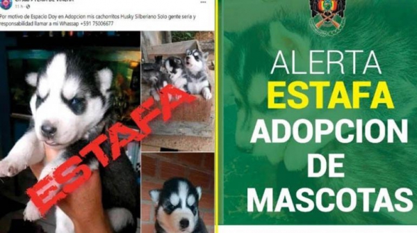 Policía alerta de nueva estafa a través de Redes Sociales con la adopción de mascotas