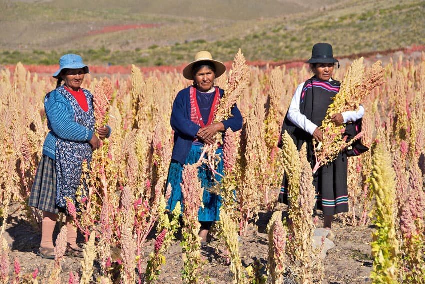 Quinua Real Bolivia: El Oro del Altiplano